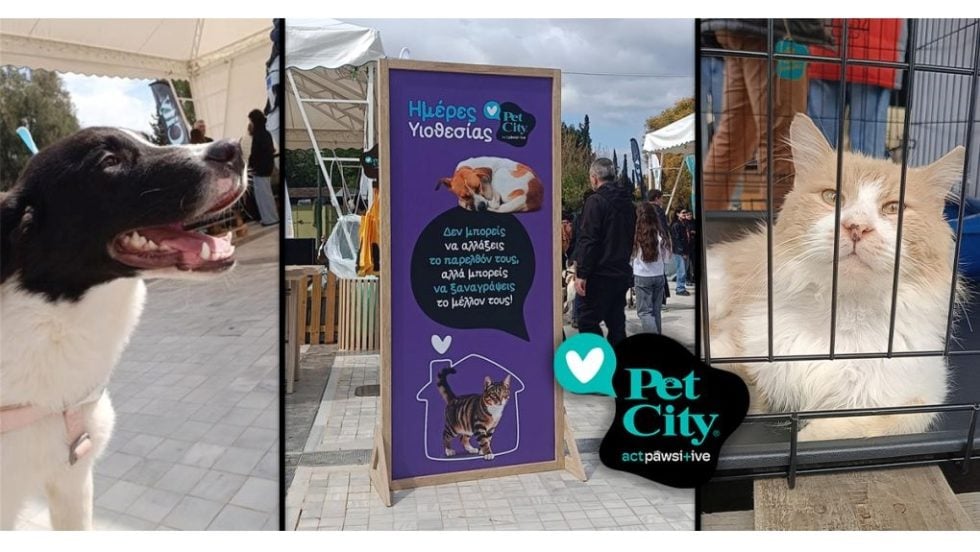 Ημέρες Υιοθεσίας Pet City: 94+ αδεσποτάκια βρήκαν τον Απρίλιο το παντοτινό τους σπίτι